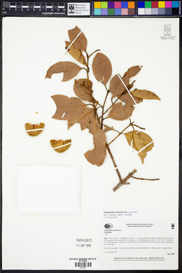 Calophyllum antillanum image