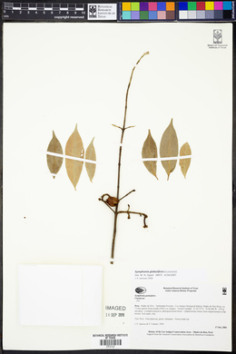 Symphonia globulifera image