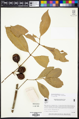 Garcinia brasiliensis image