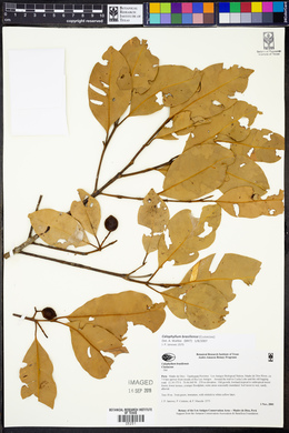 Calophyllum antillanum image