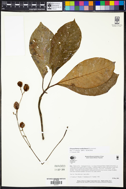 Chrysochlamys weberbaueri image