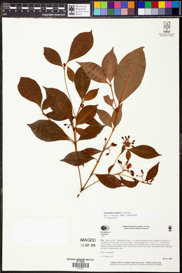 Image Associated With the Occurence