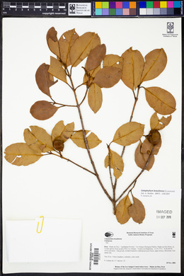 Calophyllum antillanum image
