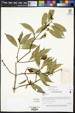 Symphonia globulifera image