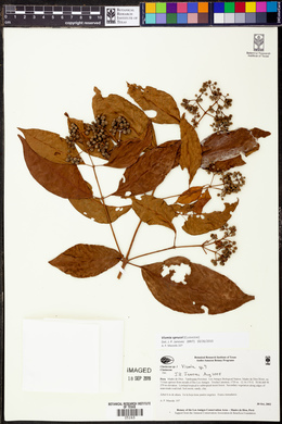 Vismia sprucei image
