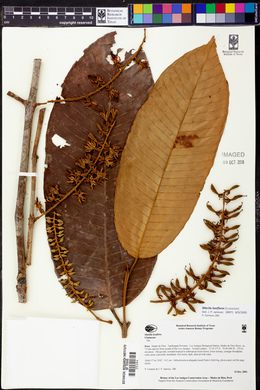 Marila laxiflora image