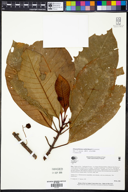 Chrysochlamys weberbaueri image