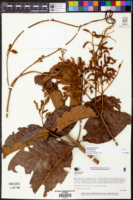 Combretum laxum image