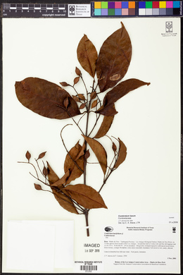 Combretum laurifolium image