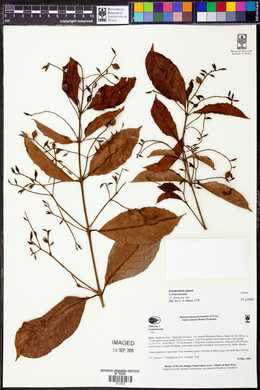 Combretum laxum image