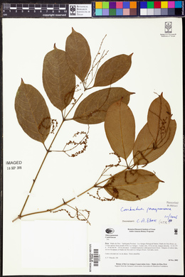 Combretum paraguariense image