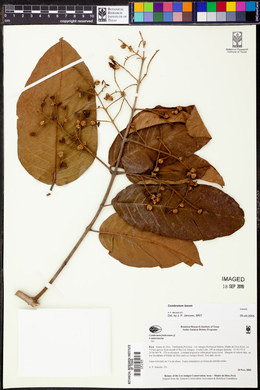 Combretum laxum image