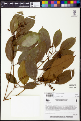 Combretum paraguariense image