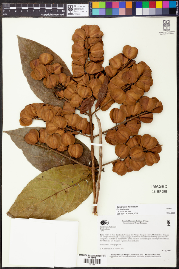 Combretum fruticosum image
