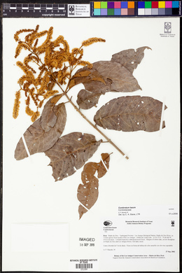 Combretum laxum image