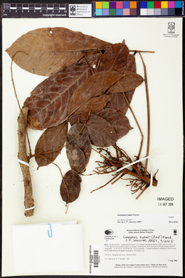 Connarus ruber image