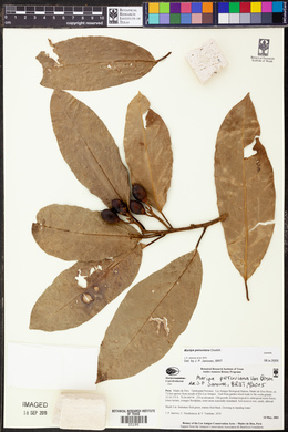 Maripa peruviana image