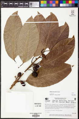 Maripa peruviana image