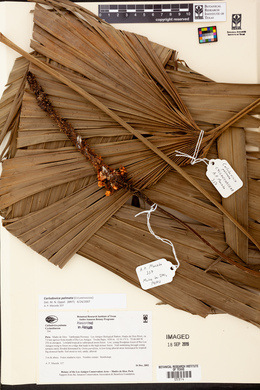 Carludovica palmata image