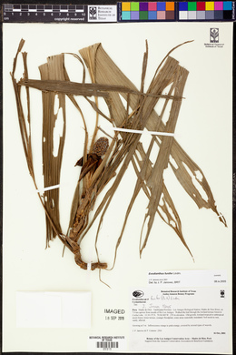 Evodianthus funifer image
