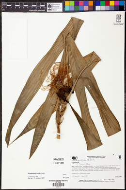 Evodianthus funifer image