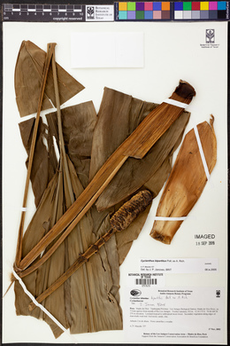 Cyclanthus bipartitus image