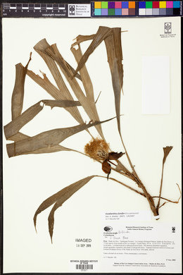 Evodianthus funifer image