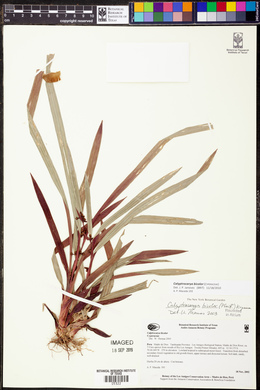 Calyptrocarya bicolor image