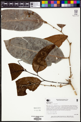 Drypetes amazonica image