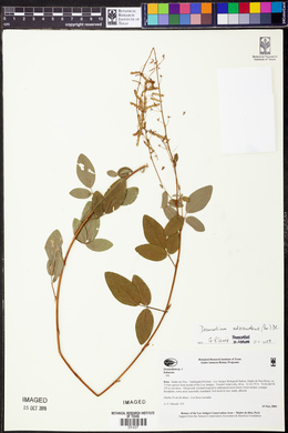 Desmodium adscendens image