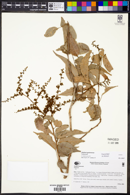 Dialium guianense image