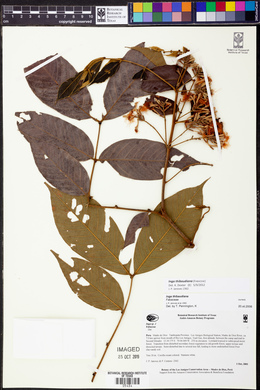 Inga thibaudiana image