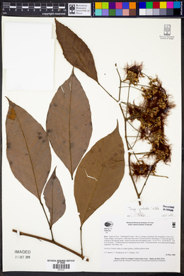Inga punctata image