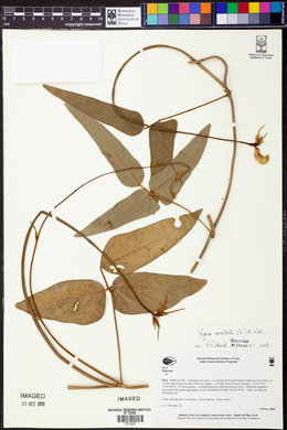 Vigna vexillata image
