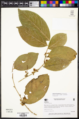 Image Associated With the Occurence