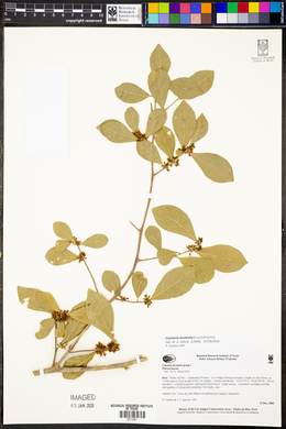 Casearia aculeata image