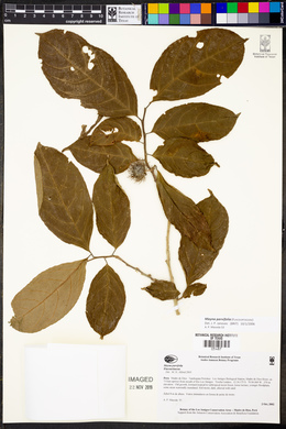 Casearia maynacarpa image