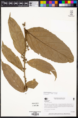 Casearia javitensis image