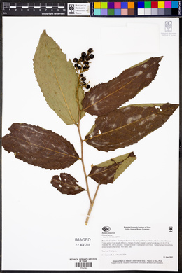 Banara guianensis image