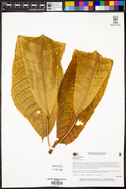 Carpotroche longifolia image