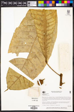 Carpotroche longifolia image