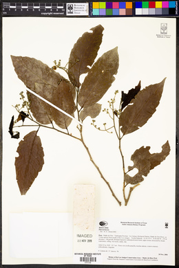 Banara nitida image