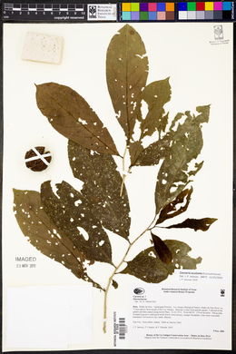 Casearia aculeata image