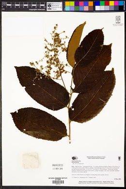 Banara guianensis image