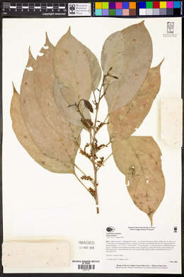 Lindackeria paludosa image