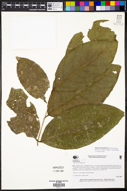 Image Associated With the Occurence