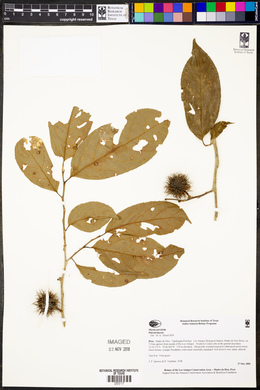 Casearia maynacarpa image