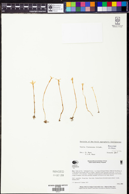 Voyria flavescens image