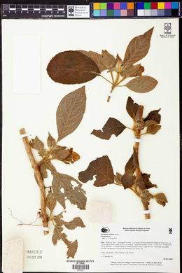 Drymonia candida image