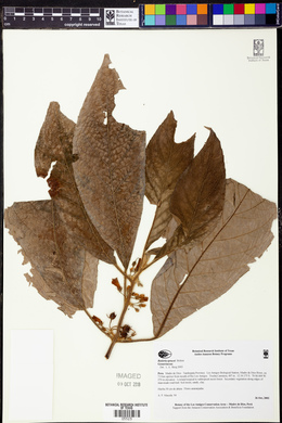 Besleria sprucei image